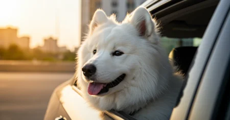 3 maneiras de evitar arruinar seu cão