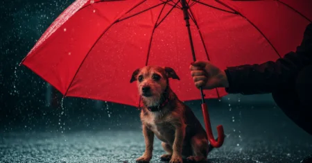 Como ajudar seu cachorro assustado durante as tempestades