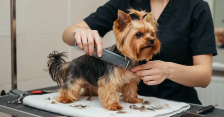 Um cão tosado é mais confortável? Nem sempre — e aqui está o porquê