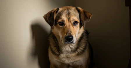 Como reconhecer a dor em seu cão e o que você pode fazer para ajudar
